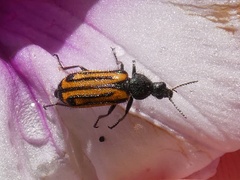 Astylus indentatus