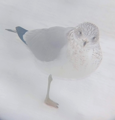 Larus delawarensis
