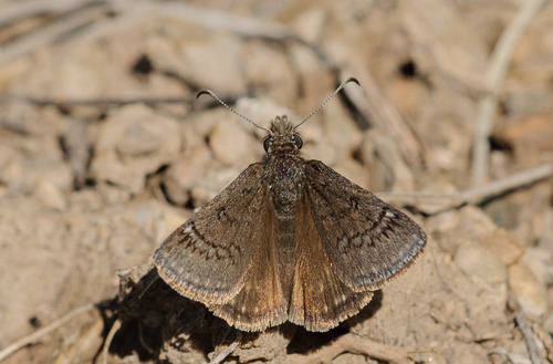 Sleepy Duskywing photo 5