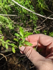 Baccharis plummerae