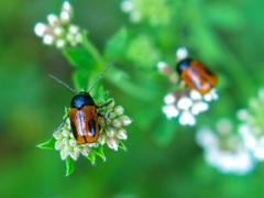 Cryptocephalus bipunctatus