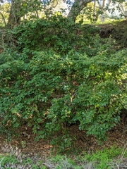 Prunus ilicifolia lyonii