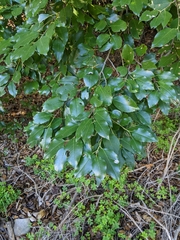 Prunus ilicifolia lyonii