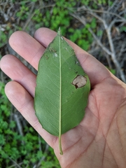 Prunus ilicifolia lyonii