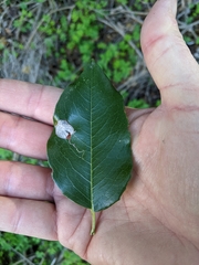 Prunus ilicifolia lyonii