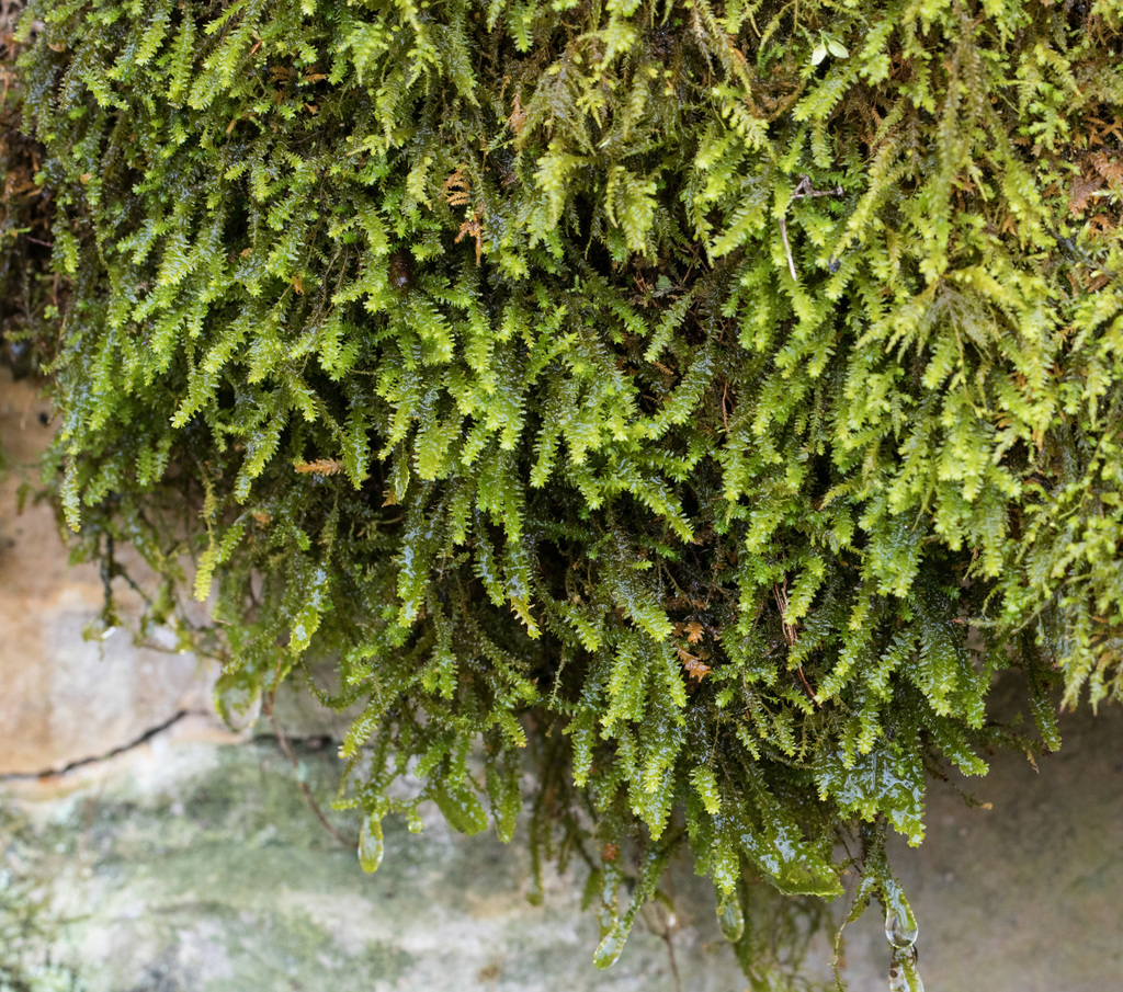 treeskirt moss from Cotter, AR, USA on January 25, 2021 at 0416 PM by