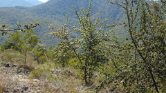 Cercocarpus macrophyllus