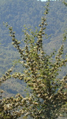 Cercocarpus macrophyllus