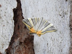 Phrygionis platinata