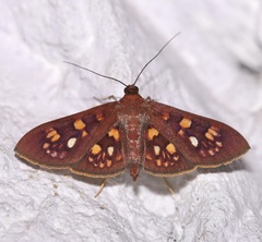 Prenesta fenestrinalis