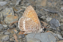 Leptotes callanga