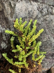 Galium ericoides
