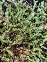 Galium ericoides