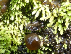 Ochterus