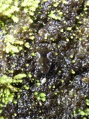 Ochterus