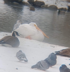 Pelecanus erythrorhynchos