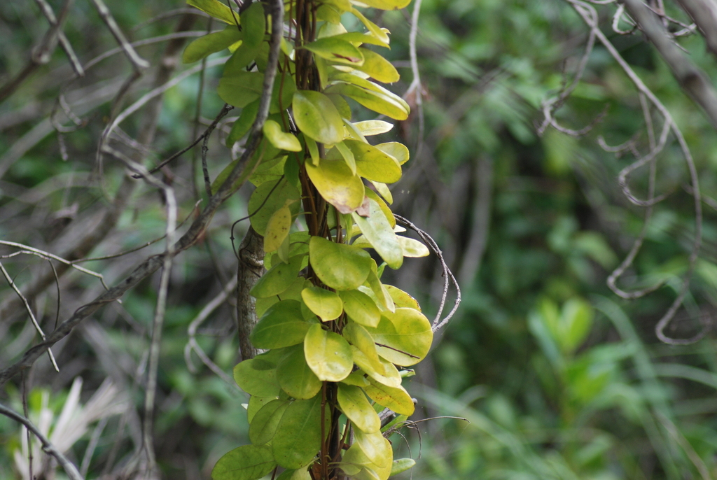 Hammock Viper'stail from Collier County, FL, USA on January 4, 2022 at 0137 PM by A Humble