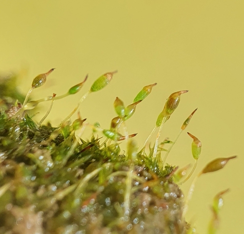Starke's Pottia (Microbryum starckeanum)