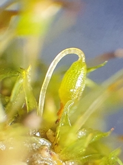 Microbryum starckeanum