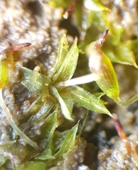 Microbryum starckeanum