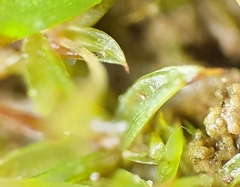 Microbryum starckeanum