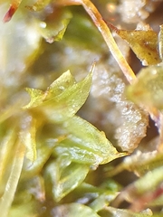 Microbryum starckeanum