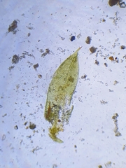 Microbryum starckeanum