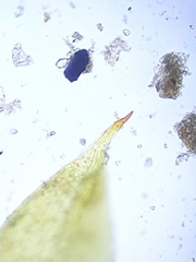 Microbryum starckeanum