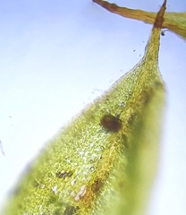 Microbryum starckeanum