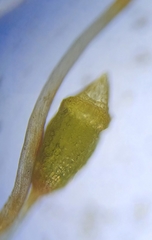 Microbryum starckeanum