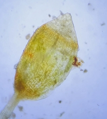 Microbryum starckeanum