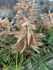 Lupinus multiflorus