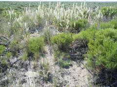 Thelypodium milleflorum