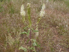 Thelypodium milleflorum