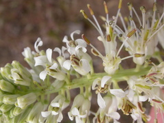Thelypodium milleflorum
