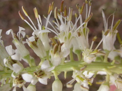 Thelypodium milleflorum