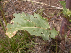 Thelypodium milleflorum