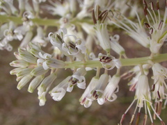 Thelypodium milleflorum
