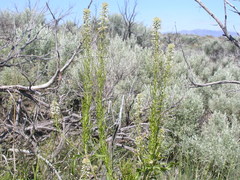 Thelypodium milleflorum