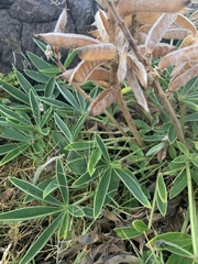 Lupinus multiflorus