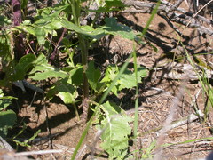 Thelypodium milleflorum