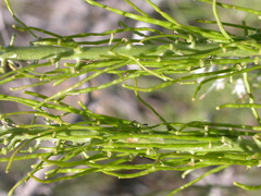 Thelypodium milleflorum