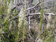 Thelypodium milleflorum