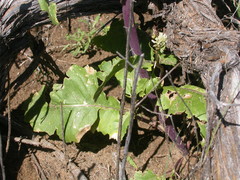 Thelypodium milleflorum