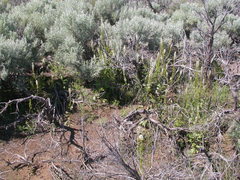 Thelypodium milleflorum