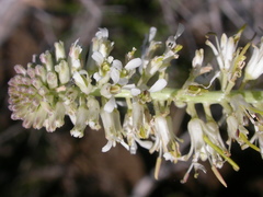 Thelypodium milleflorum