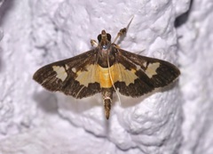 Salbia zena