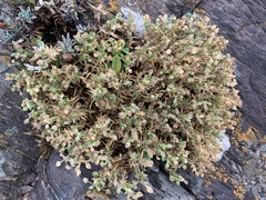 Spergularia rupestris