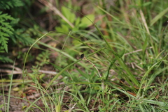 Megachile bahamensis