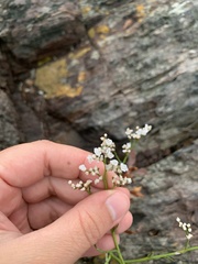 Limonium brasiliense